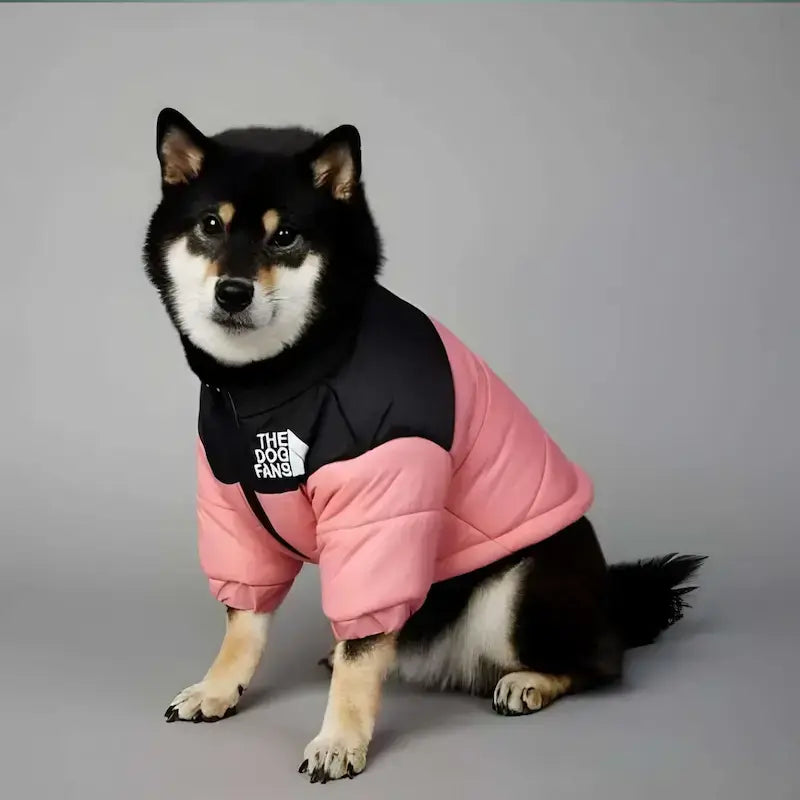 Un shiba inu vetu d'un manteau pour chien rose.