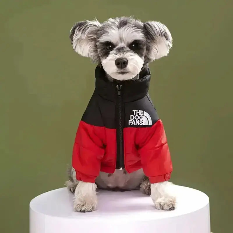 Un schnauzer assis est vêtu d'un manteau pour chien rouge.