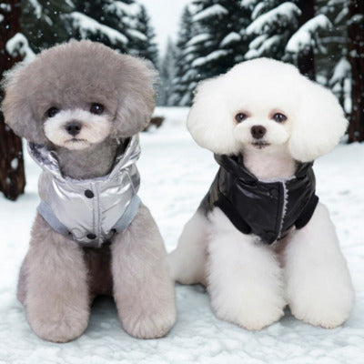 chien manteau deux caniche toy avec manteau sans capuchon