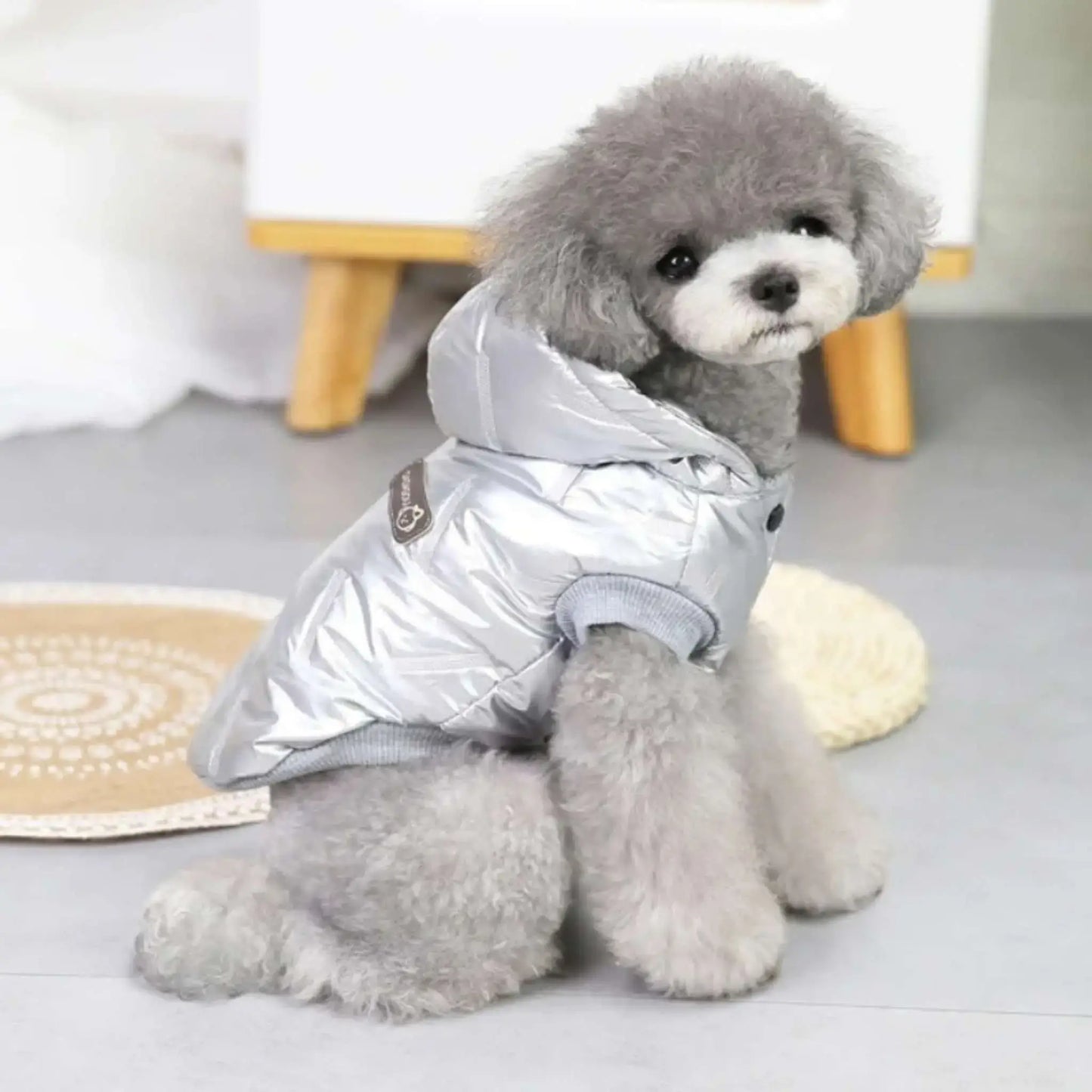 Vue latérale d'un caniche, chien vêtu d'un manteau argenté assis dans une chambre.