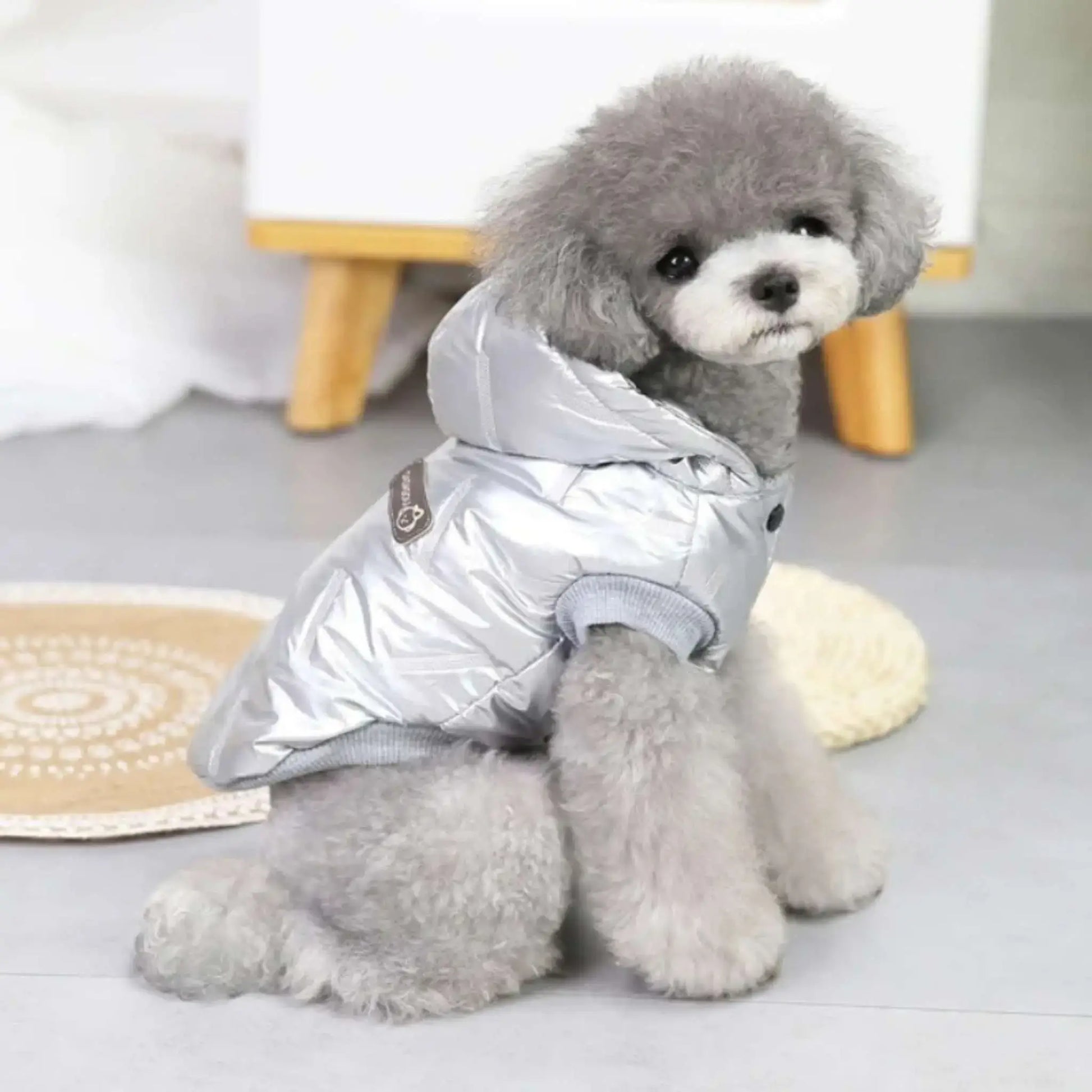 Vue latérale d'un caniche, chien vêtu d'un manteau argenté assis dans une chambre.