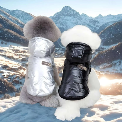 Deux caniches, un chien vêtu d'un manteau, regardent les montagnes enneigées.