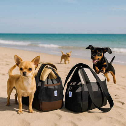 Des chihuahuas sur le bord d'une plage avec deux sacs 