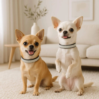 Deux chihuahuas avec un collier noir avec strass sur un tapis dans un salon.