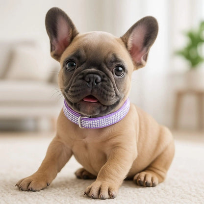 Un chiot bouledogue français assis sur un tapis blanc avec son collier violet en strass.