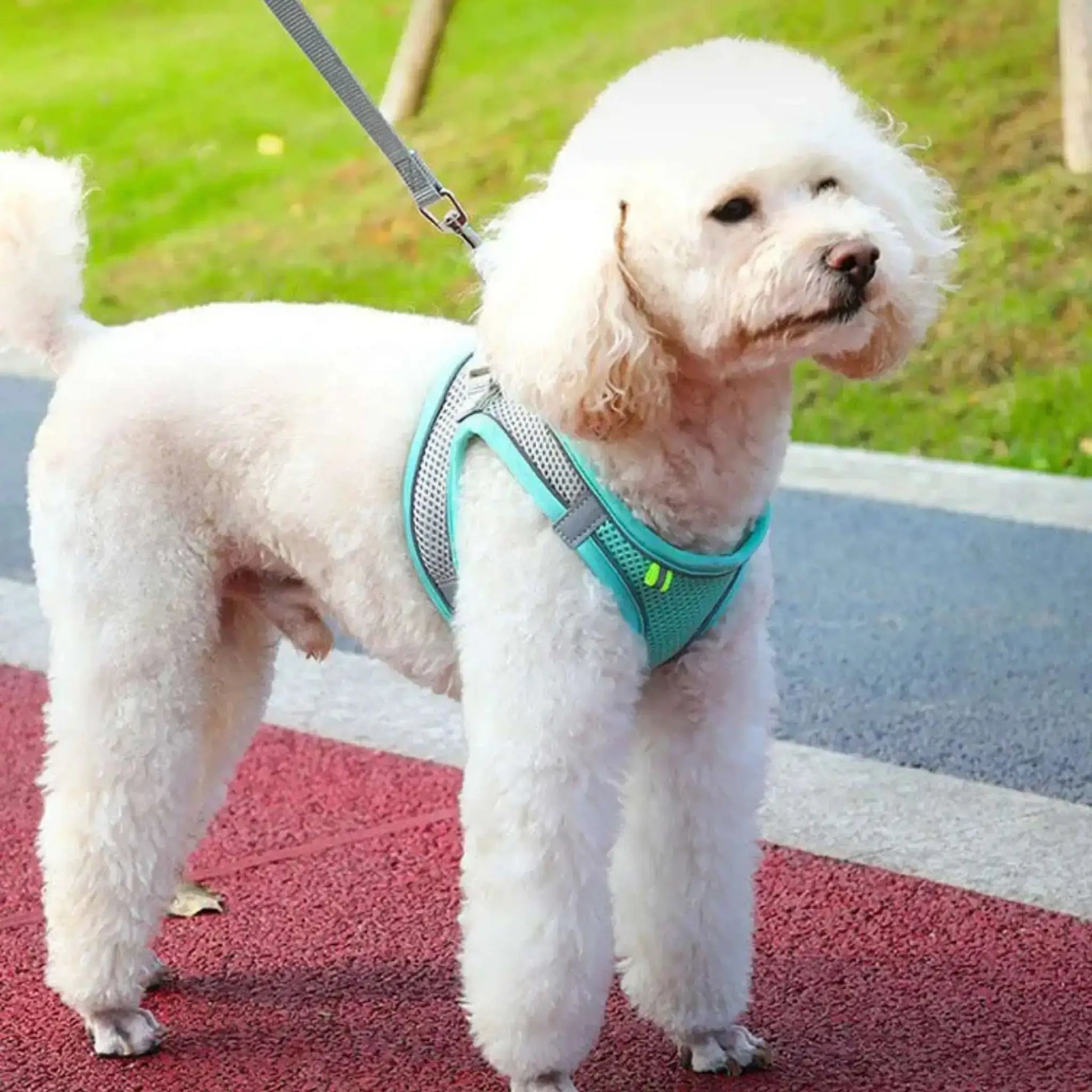 Un chiot avec un harnais, caniche, et la laisse assortie.