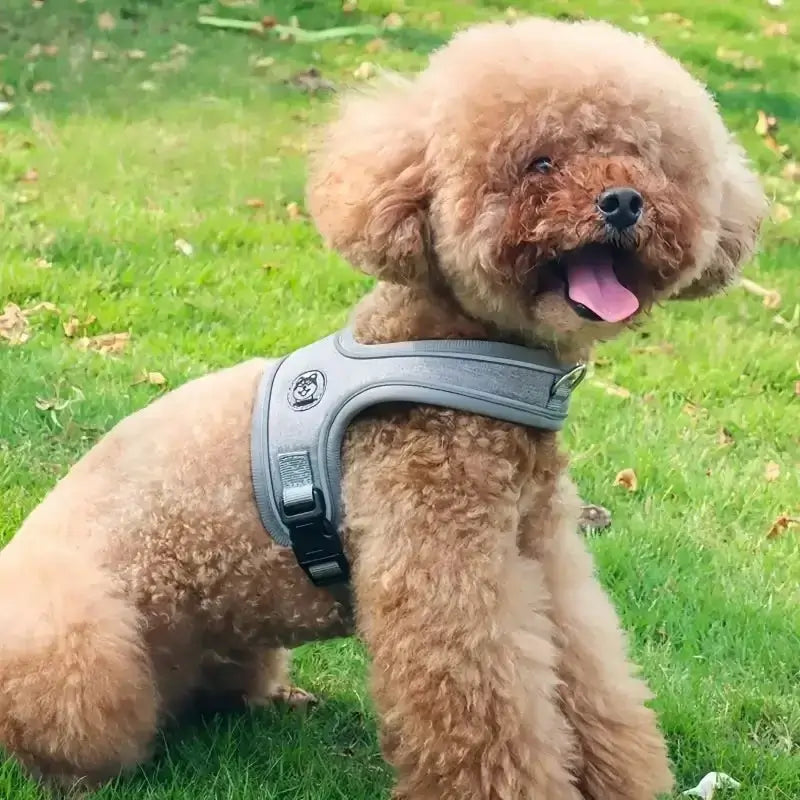 Un caniche assis sur la pelouse avec un harnais pour chien gris.