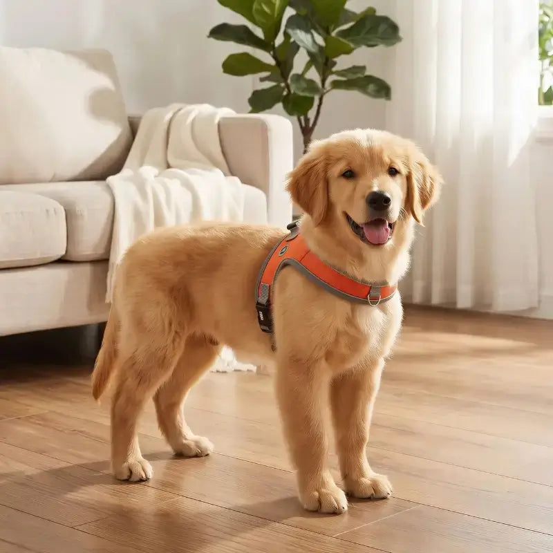 Un chiot avec un harnais orange, golden retriever dans un salon.
