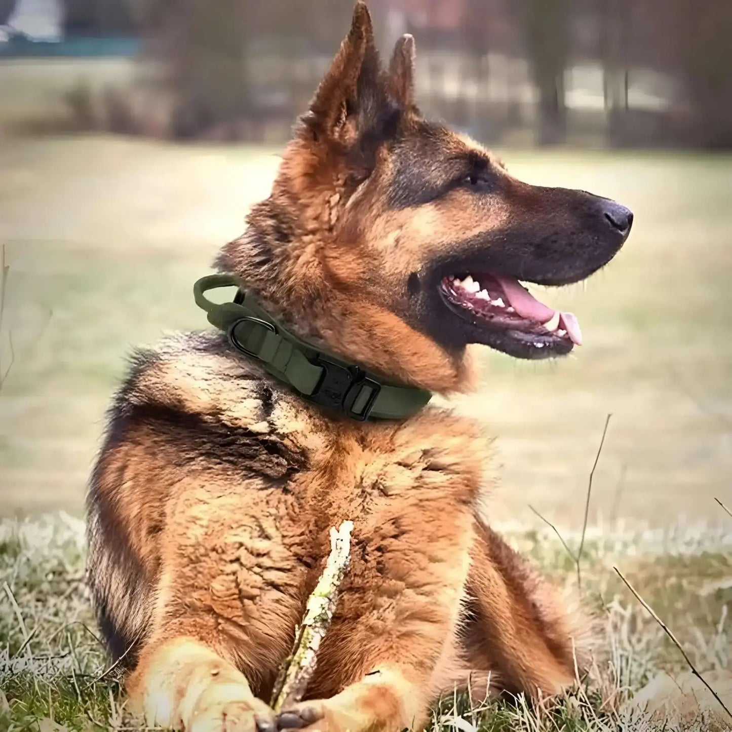 Un berger allemand allongé sur la pelouse porte un collier pour chien vert.