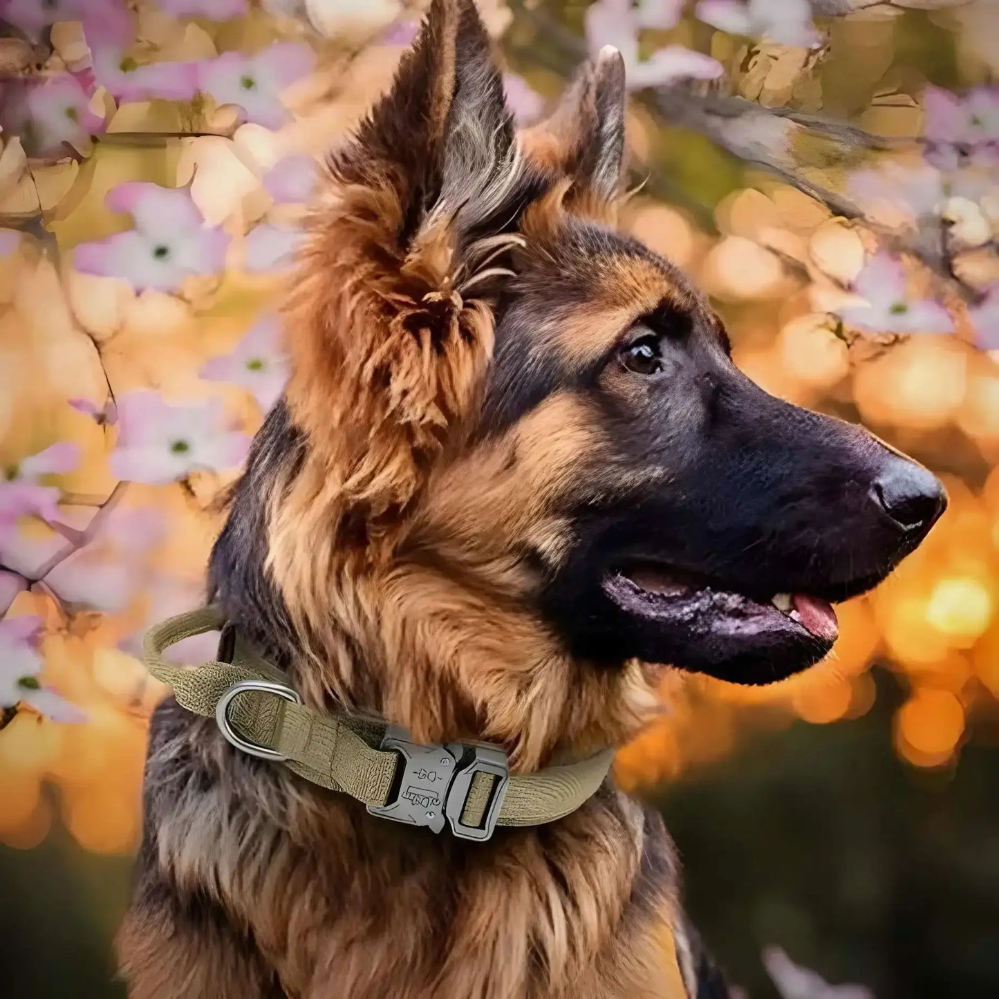 Un berger allemand avec un collier pour chien brun coyote.