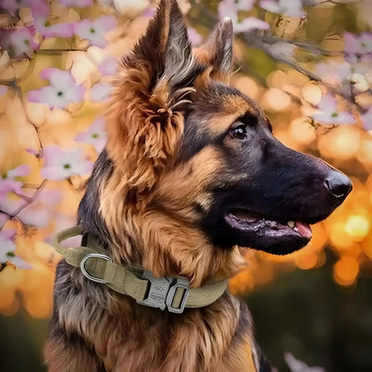 Un berger allemand avec un collier pour chien brun coyote.