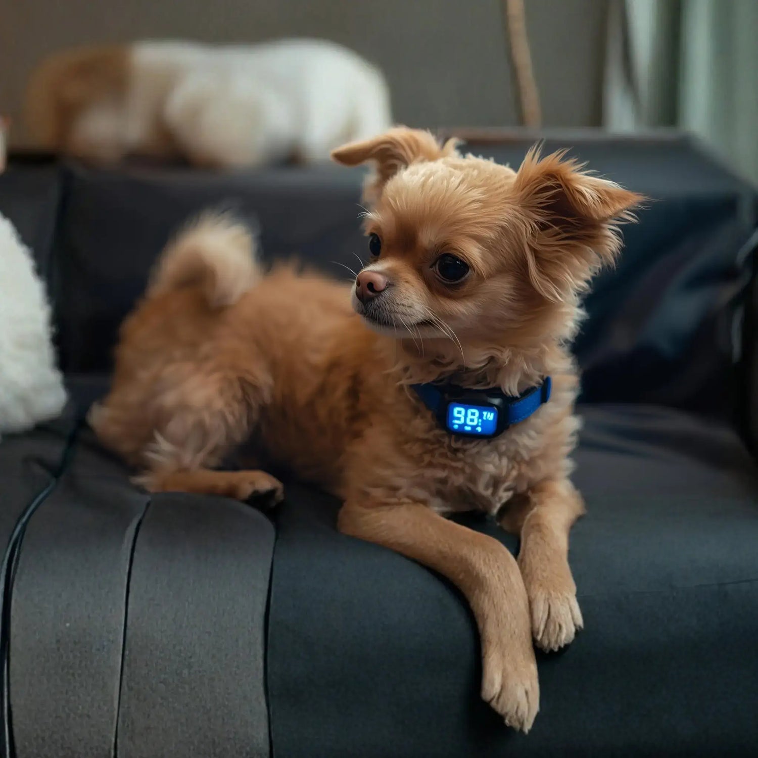 Un chihuahua sur un sofa porte un collier anti-aboiement pour chien 