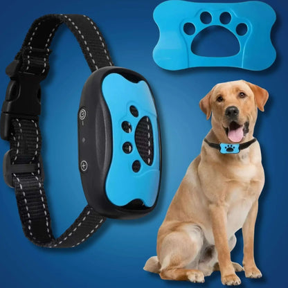 Un collier anti-aboiement SilencePet couleur bleu avec un labrador.
