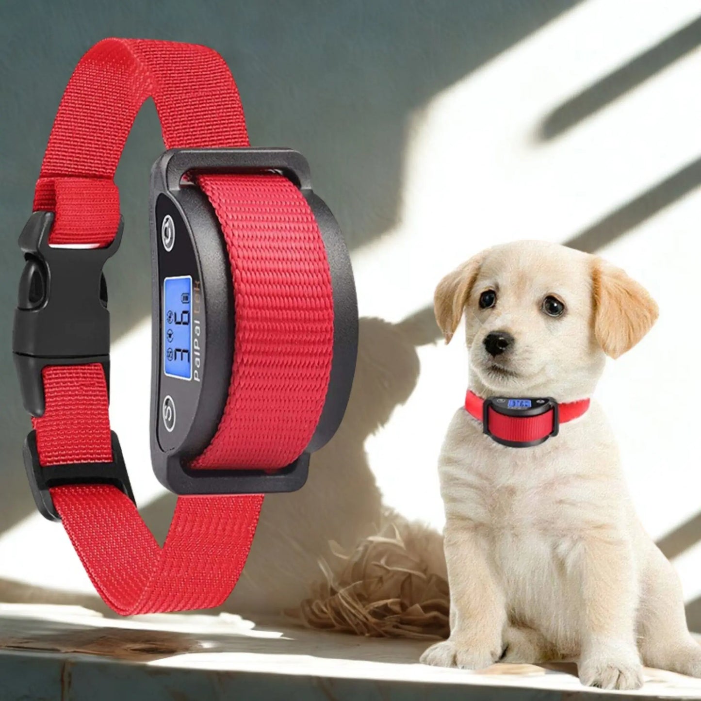 Un chiot labrador avec un collier anti-aboiement rouge.