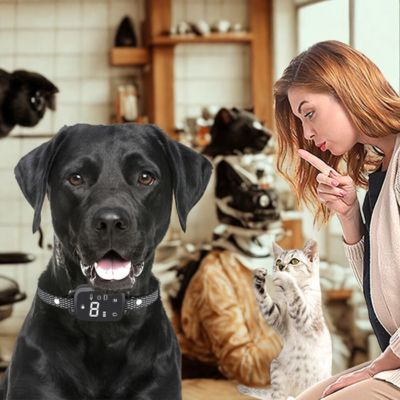 collier anti aboiement labrador noir chat maitre
