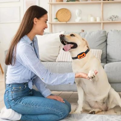 collier anti aboiement orange labrador blond maitre salon