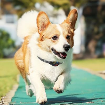 collier anti aboiement petit chien corgi cour pave vert