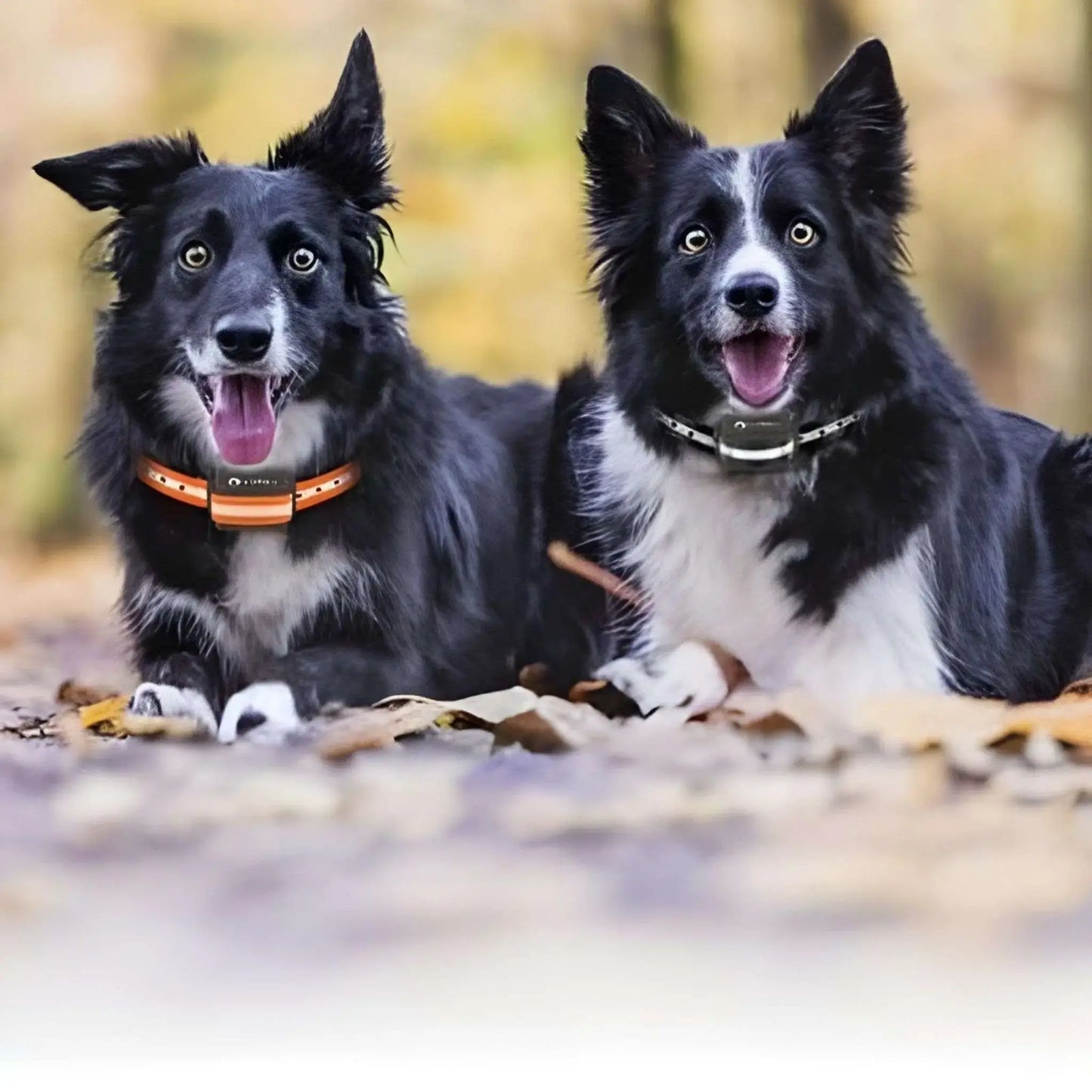 Deux border collie avec un collier anti aboiement pour chien CalmeToi.