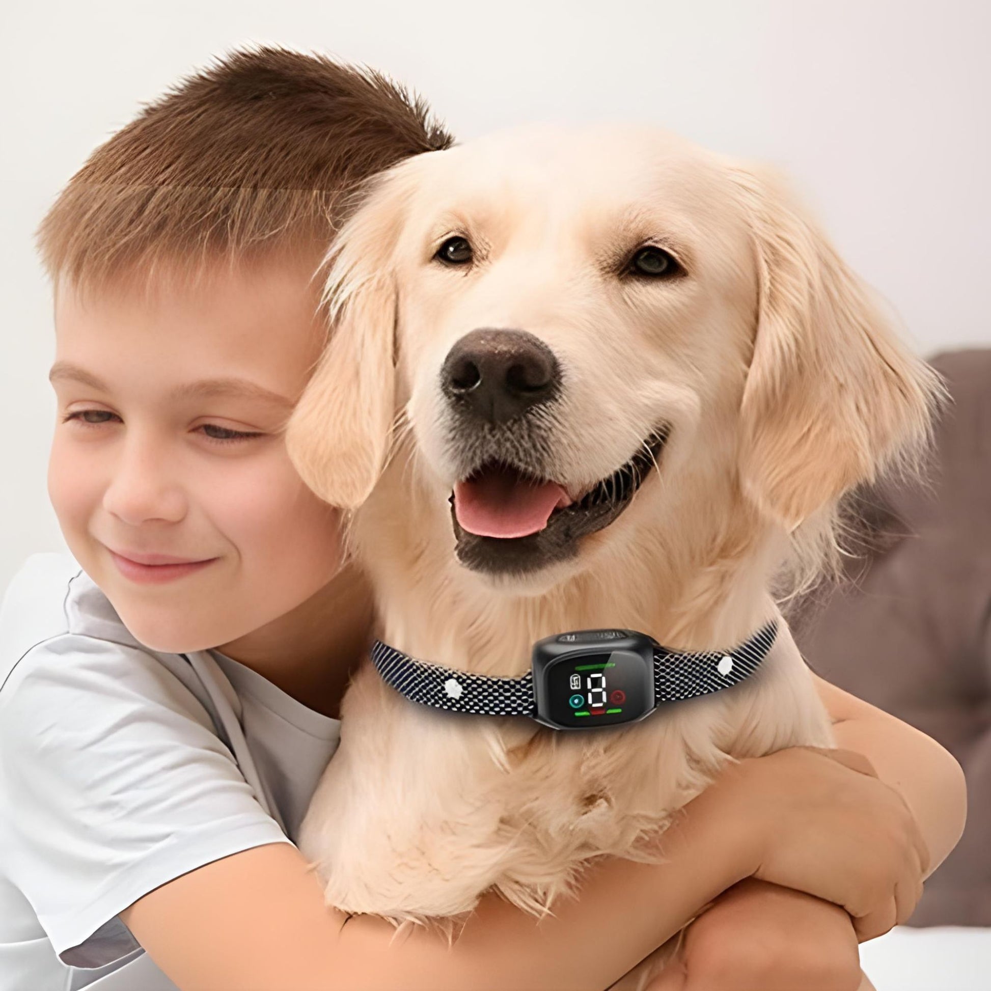 collier anti aboiement pour chien-calmeur-garcon enlasse labrador blond