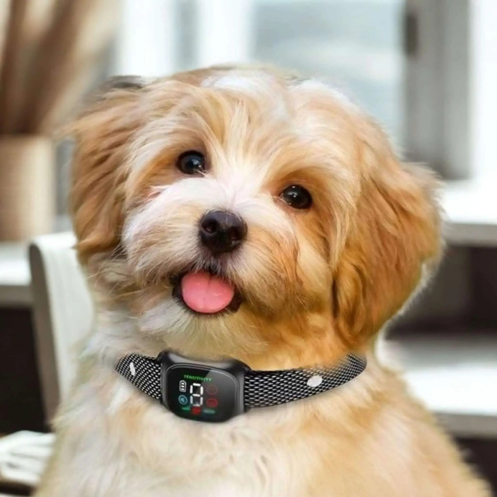 Un beau Shih Tzu beige avec un collier anti aboiement pour chien