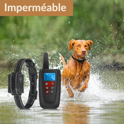 collier anti aboiement pour chien impermeable chien dans eau