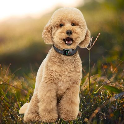 collier anti aboiement pour petit chien caniche brun colier