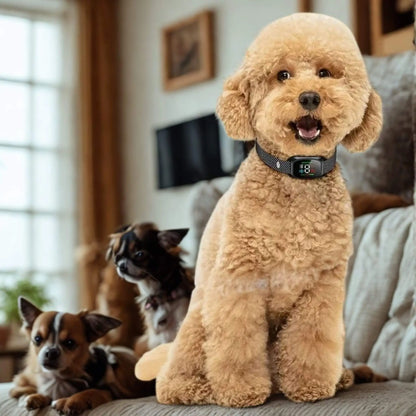 Un caniche brun avec son collier antiaboiement pour petit chien assis sur un divan avec des chihuahuas.