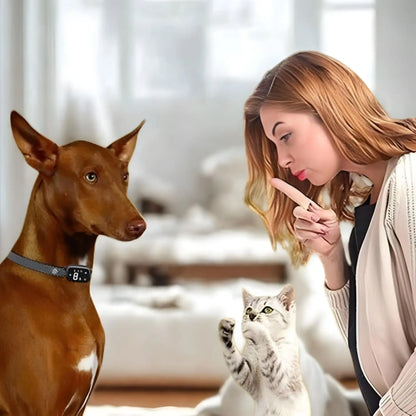 Un chien du pharaon brun,un chat et une femme demandant le silence à ces animaux.