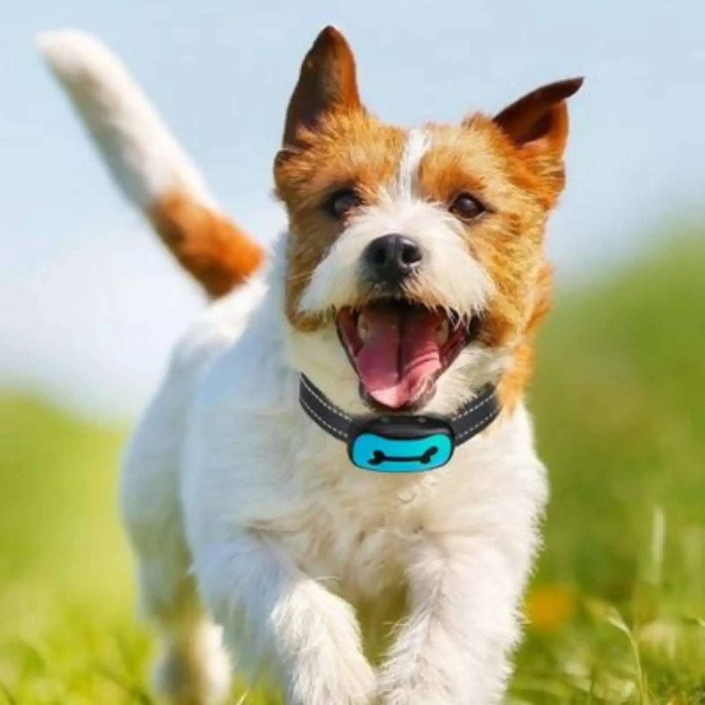 Un Jack Russell vu de face qui est en train de courir avec son collier anti aboiement 