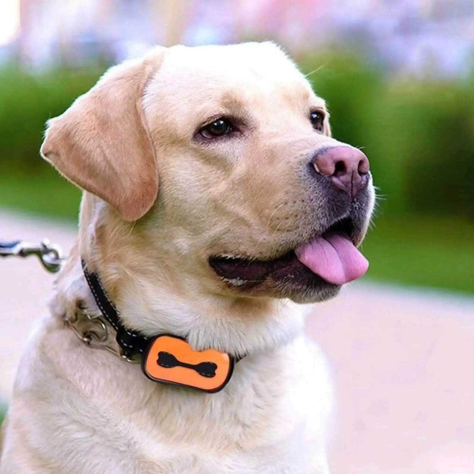 Un beau labrador blond avec son collier orange anti aboiement.