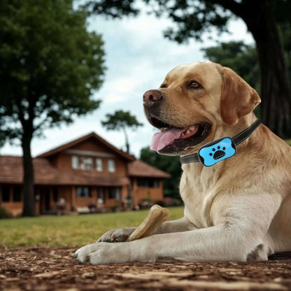 Un labrador blond avec un collier anti aboiement SilencePet. 