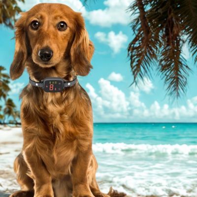 collier anti aboiement tickel brun plage