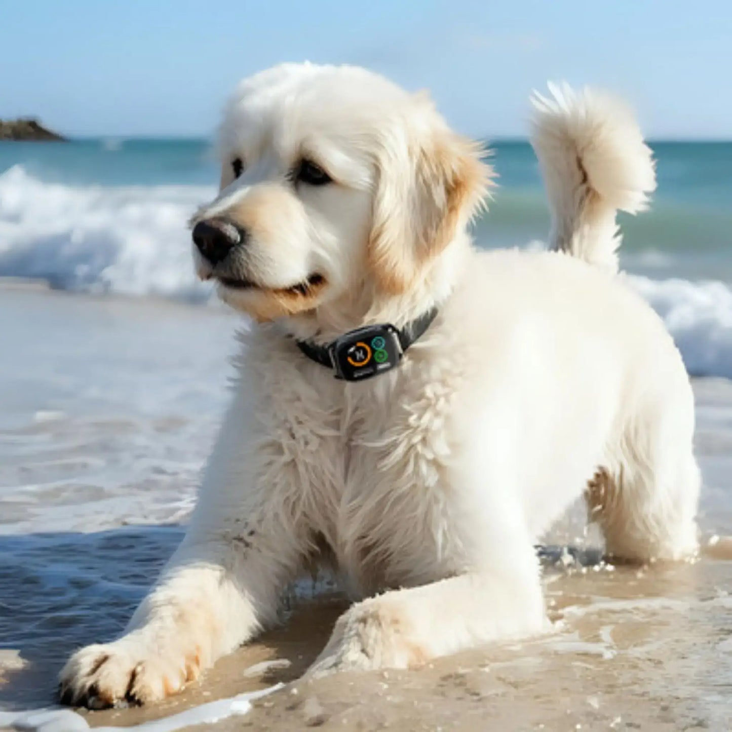 Un labrador blanc sur la plage avec son collier anti-aboiement.