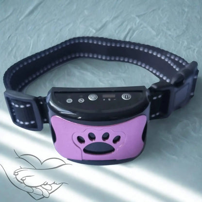 Un collier anti aboiement de couleur viollette. 