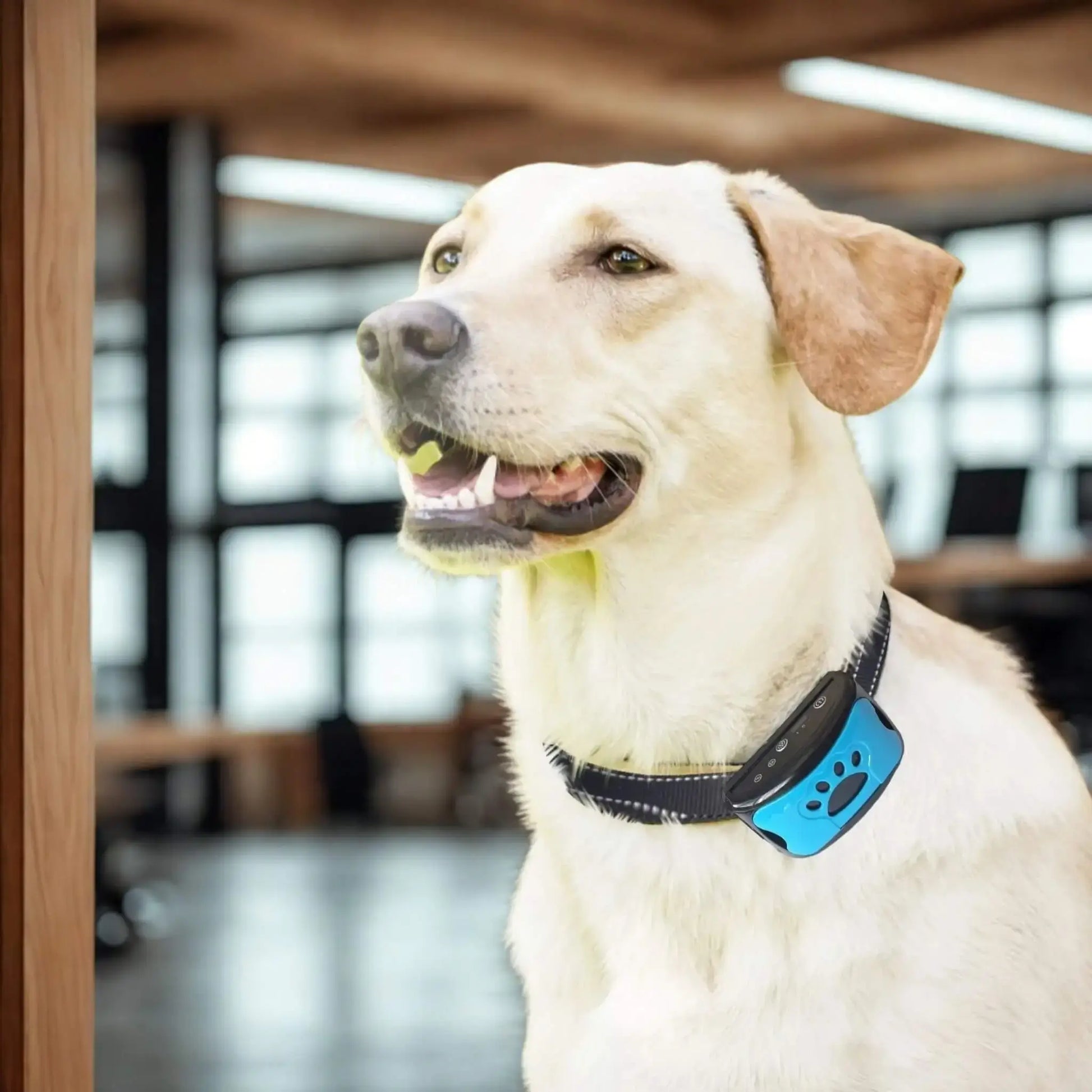 Un labrador blond avec un collier anti aboiement bleu.