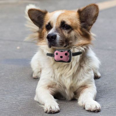 collier anti fugue chien chihuahua avec collier