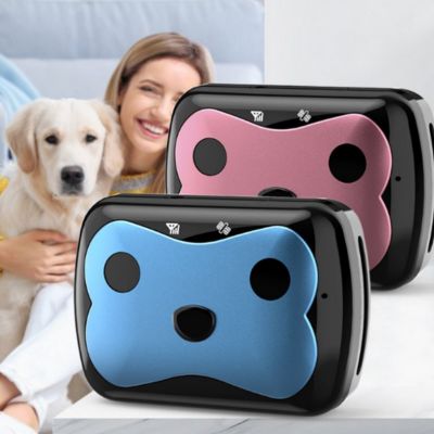 collier anti fugue chien couleur rose bleu