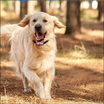 Un chien golden retriever blond portant un collier anti fugue chien se promène dans un bois.