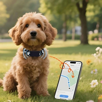 Un caniche brun avec un cellulaire qui indique l'historique du collier anti-fugue pour chien Vigilance.