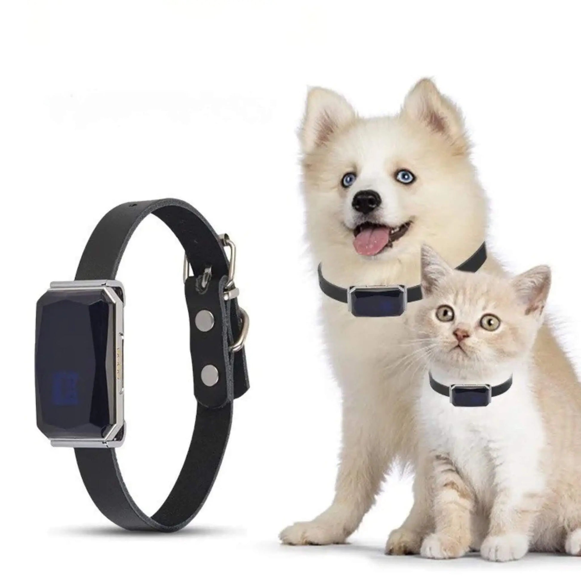 Un chiot husky avec un chat porte un collier anti-fugue sans fil.