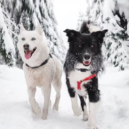 collier anti fugue sans fil-fugstop-hosky blanc-border neige