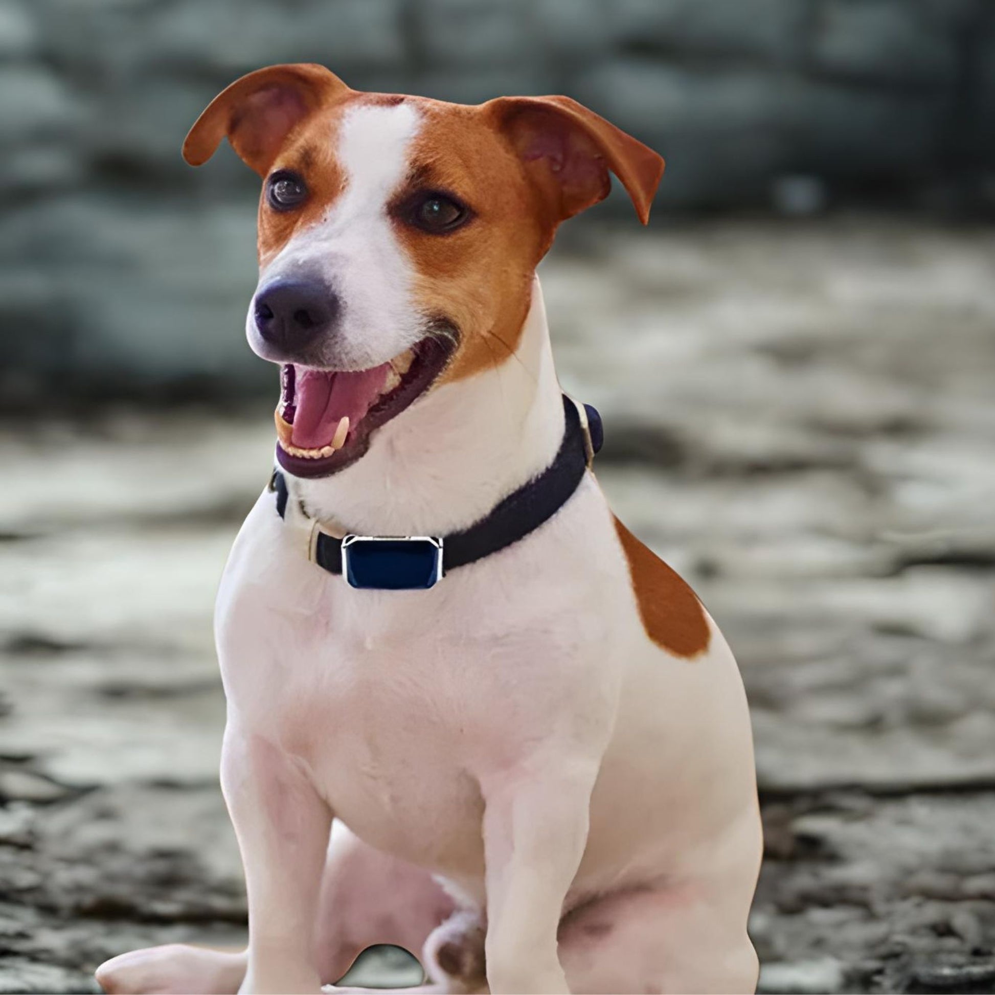 collier anti fugue sans fil-fugstop-jack russell heureux-collier