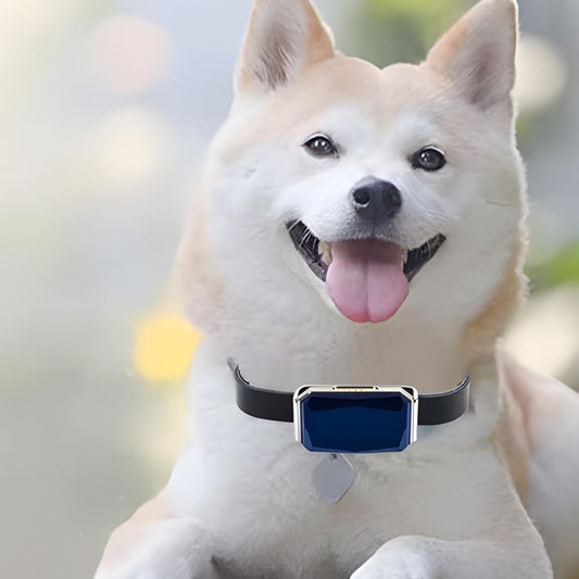 collier anti fugue sans fil-fugstop-shiba blond avec collier