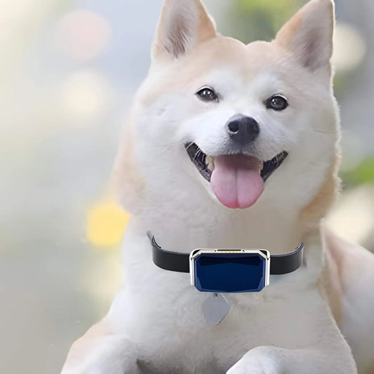 Un shiba inu avec un collier anti-fugue sans fil.