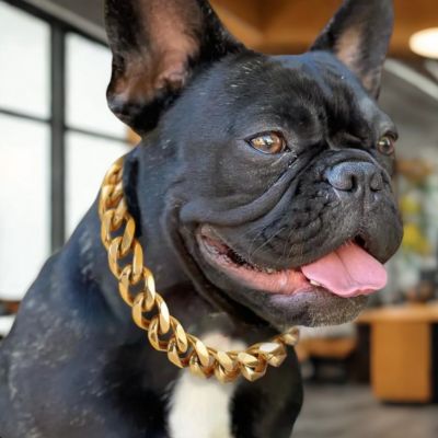 collier chaine chien bouledogue francais collier couleur or