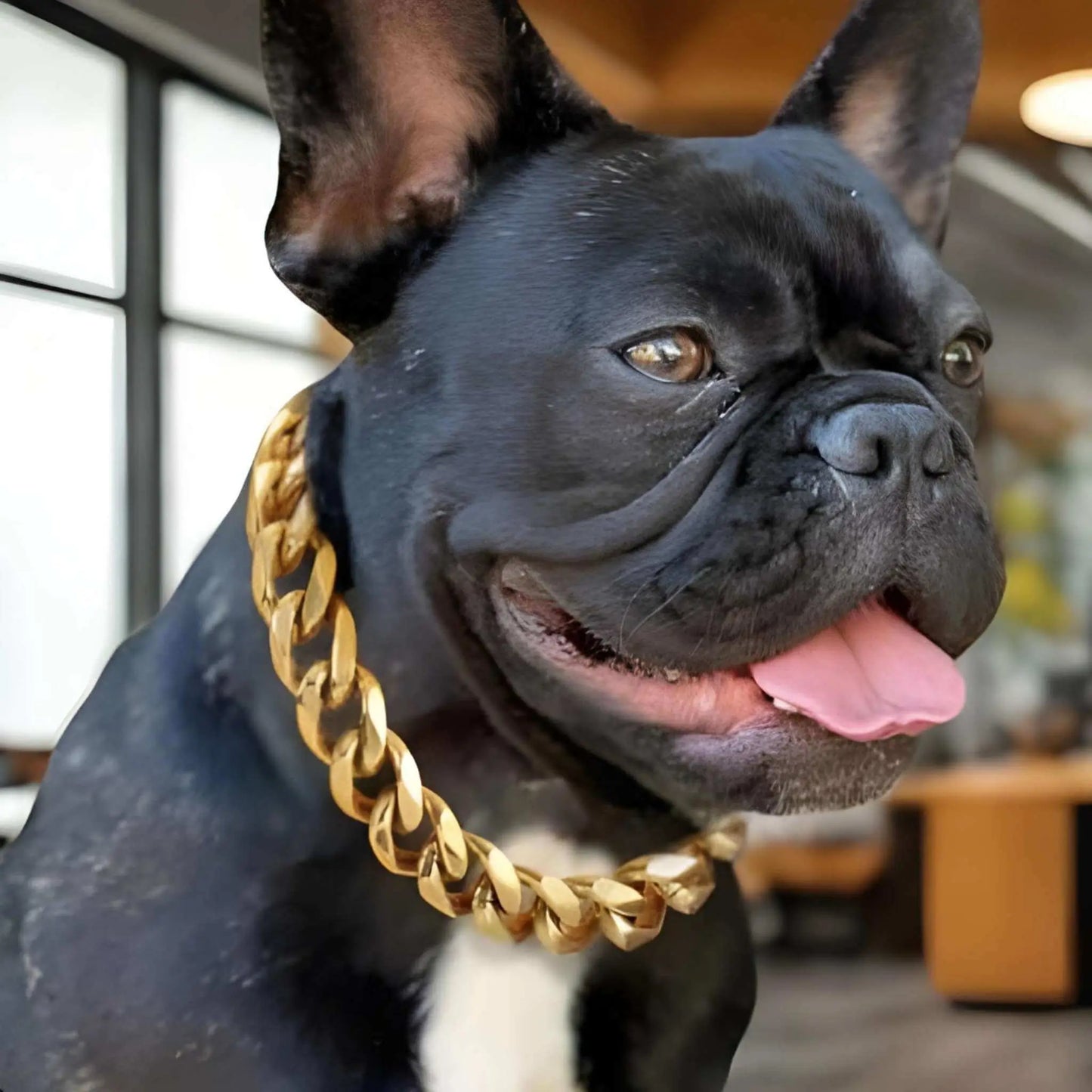 Un bouledogue français noir avec un collier chaine chien or.