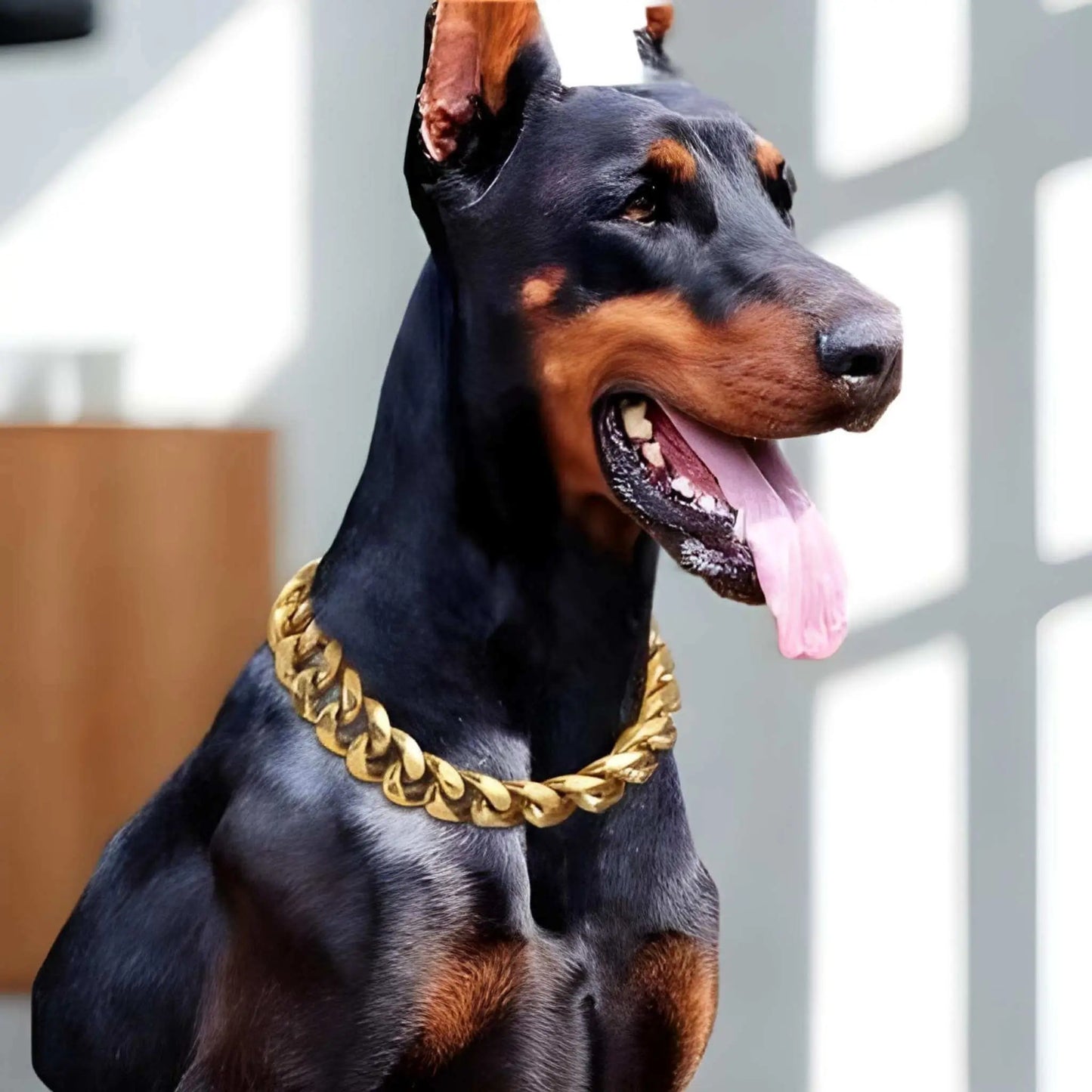 Un doubleman noir avec un collier chaine chien or.