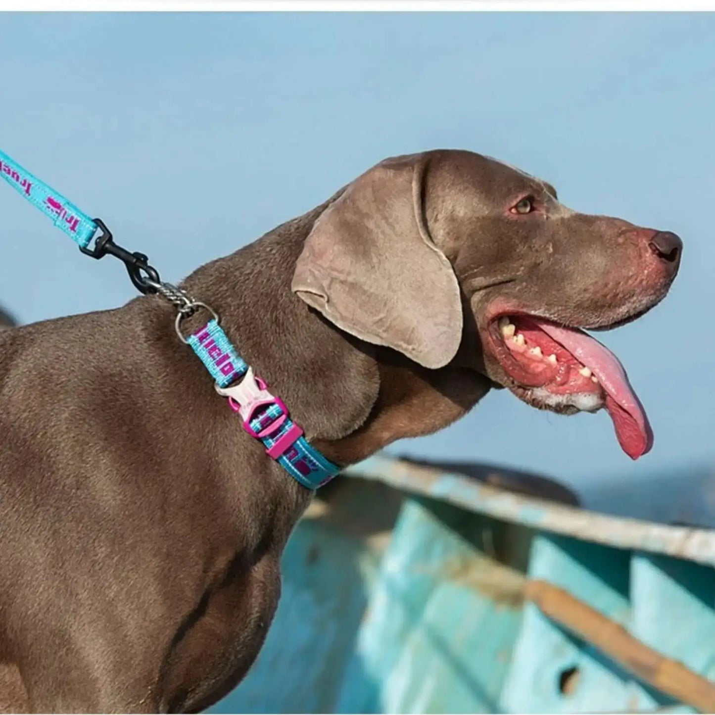 Un braque allemand brun avec un collier chaîne pour chien PatteSage bleu.