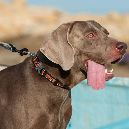 Un braque allemand brun avec un collier chaine pour chien PatteSage.