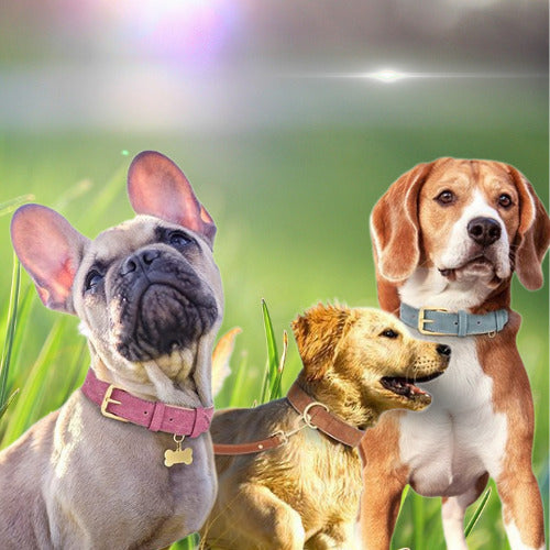 collier chien 3 chien avec collier suedo